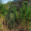 Ultra Light Ghillie Poncho Leafy Green